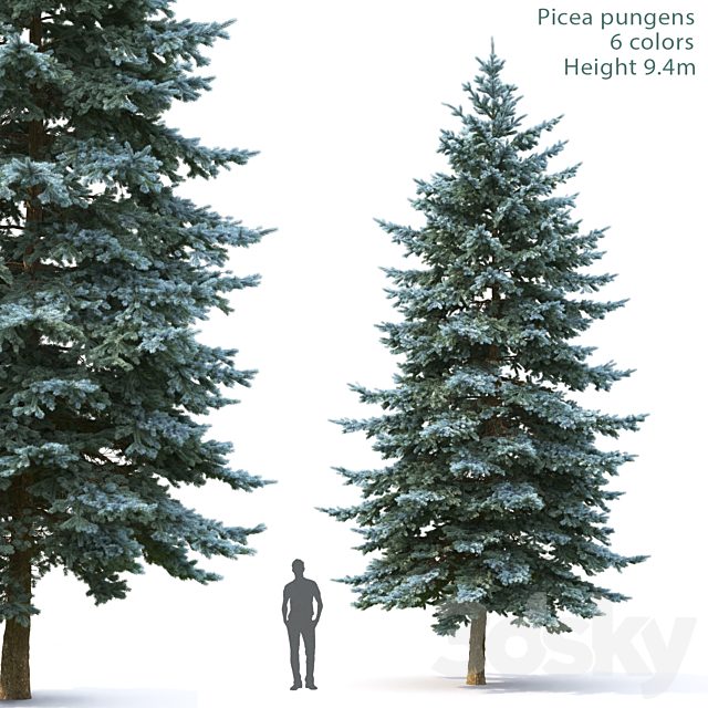 Spruce