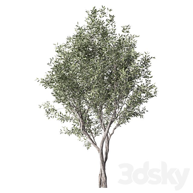 Olive Tree Set.302
