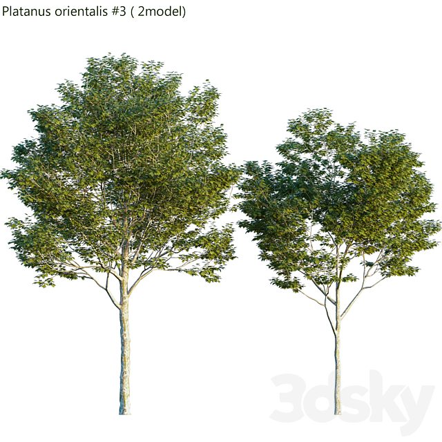 Platanus orientalis -Platanus acerifolia #3