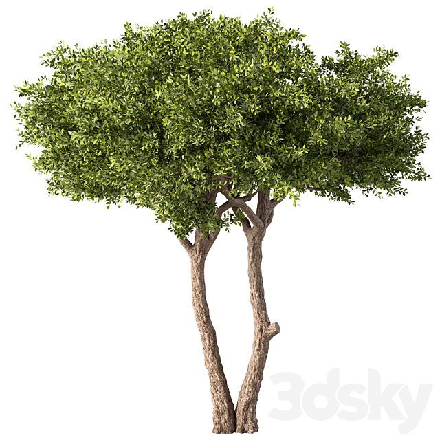 Tree Set.177