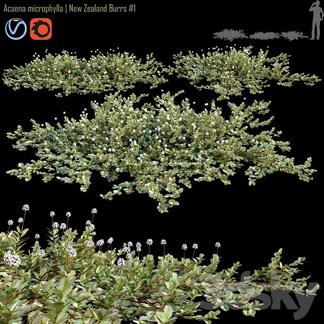 Acaena microphylla | New Zealand Burrs # 1