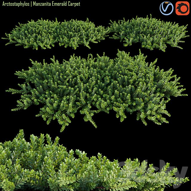Arctostaphylos | Manzanita Emerald Carpet #1