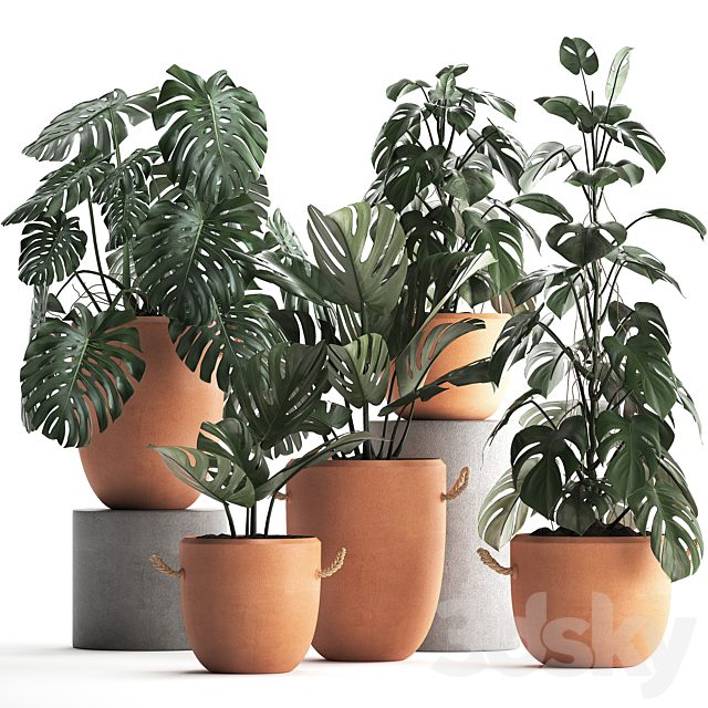 Collection of small bushes of plants in clay pots with handles with Monstera flower, clinker. Set 423.