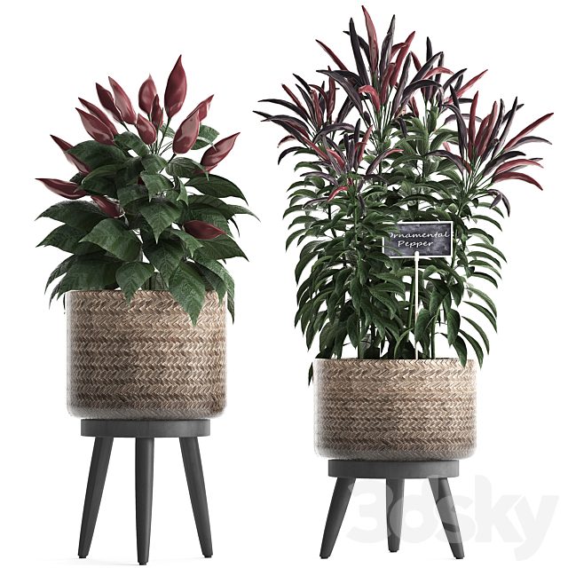 Collection of plants mini home kitchen garden vegetable garden in rattan pots with herbs, pepper, chili, vegetables. Set 424.