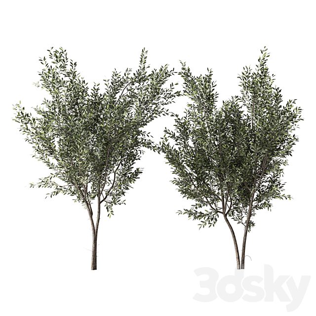 Olive Tree Set.357