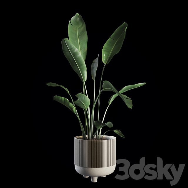 Indoor Plants Set 04