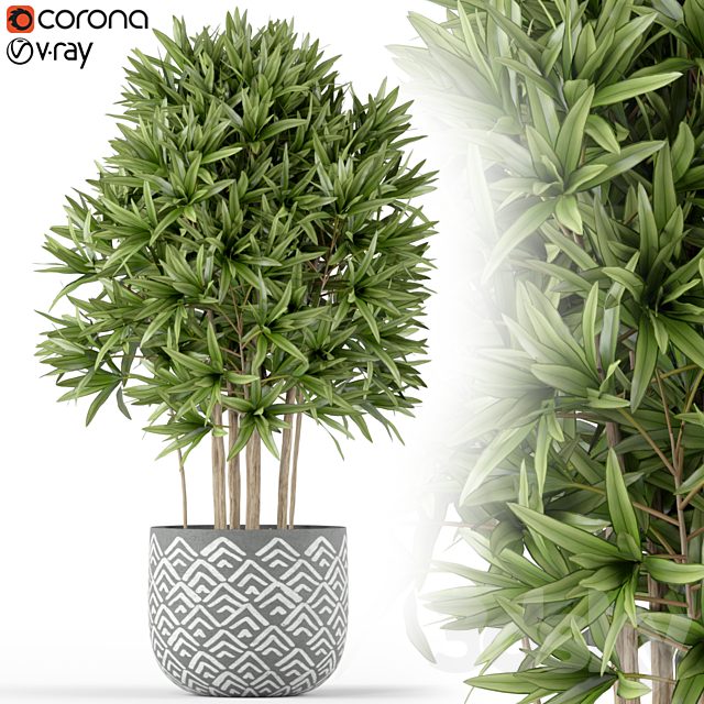 Plants collection 224