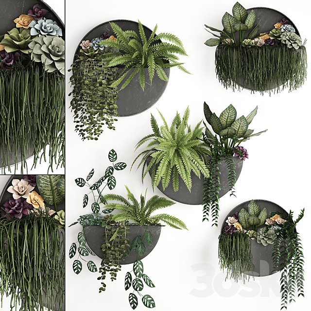 Vertical landscaping for the wall with a black metal shelf with Garden, Succulents, hanging plants, Ferns. Set 56