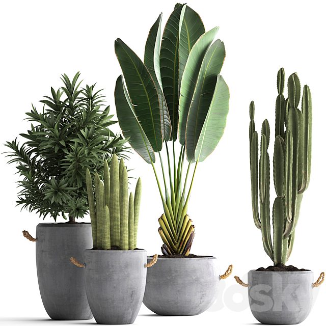 Collection of small plants in black concrete pots from Ravenala, concrete flowerpot, Cereus, cactus, oleander. Set 434.