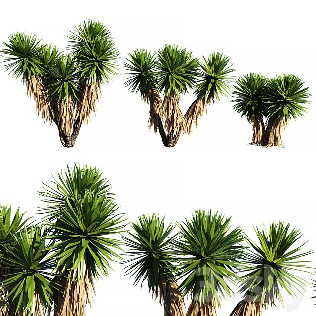 Yucca Plants 2 (3 MODEL)