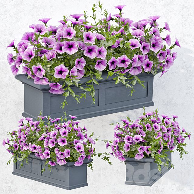 Lilac Petunia