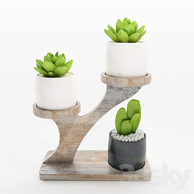 Cactus
