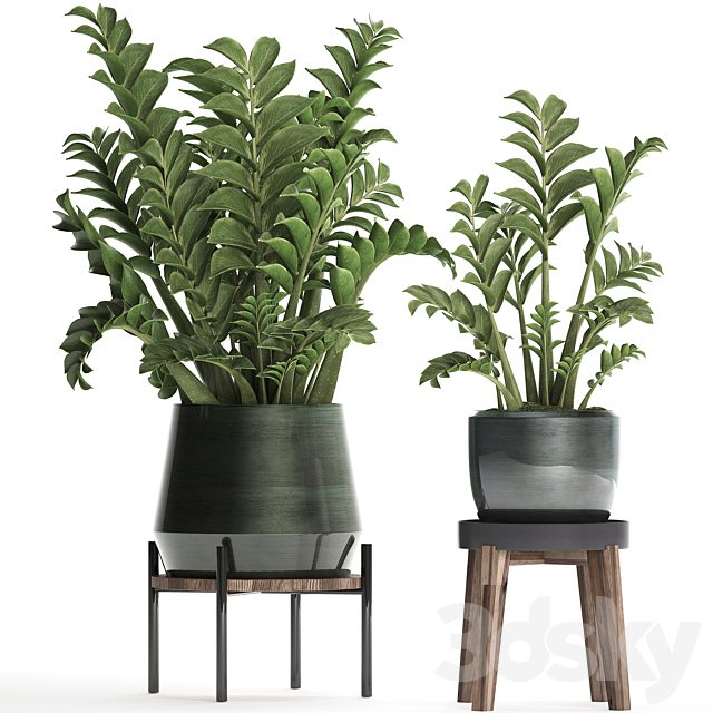 Collection of small plants in modern round pots with flower stand Dollar tree, Zamiokulkas. Set 449.