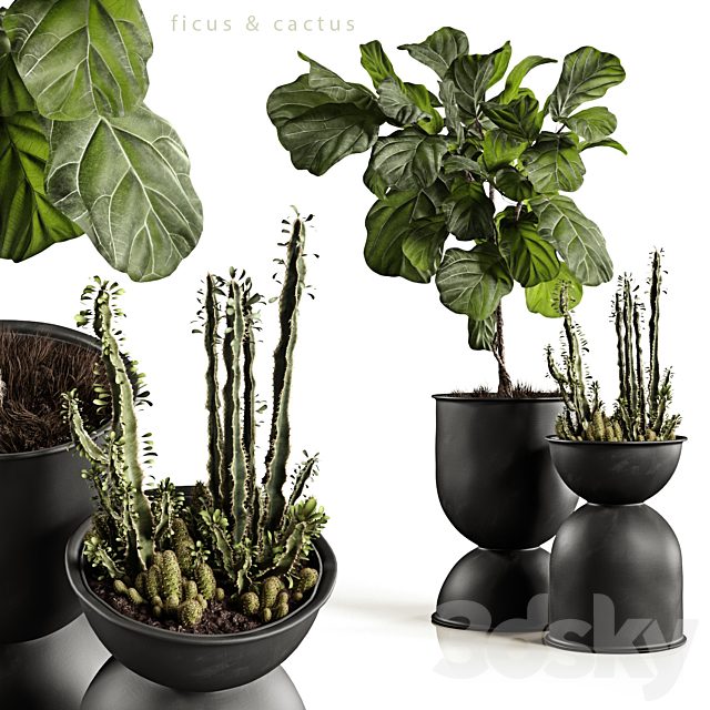 Ficus and cactus