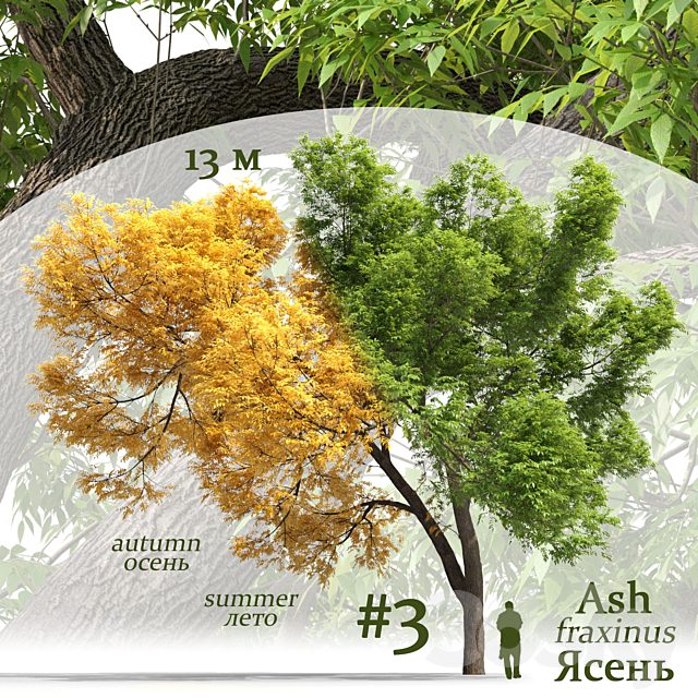 Ash-tree / Fraxinus #3