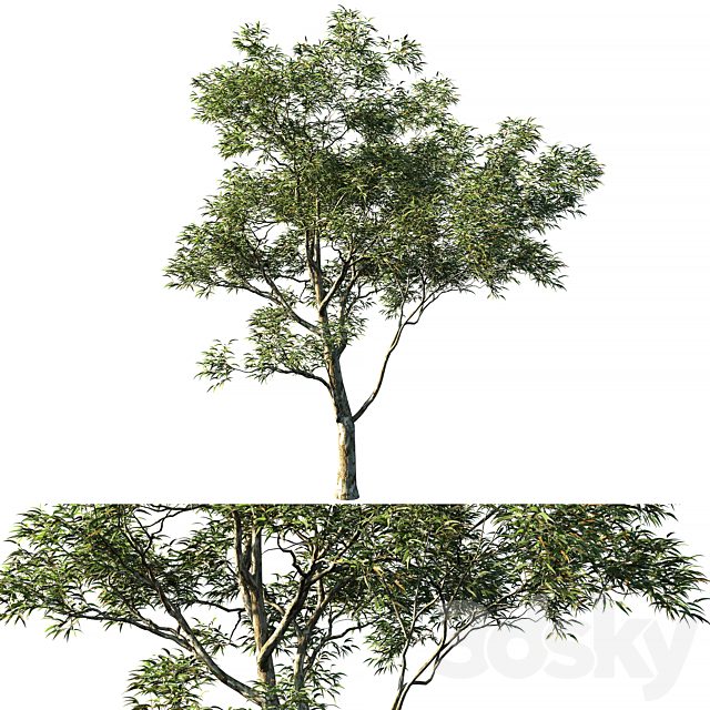 Eucalyptus saligna 03