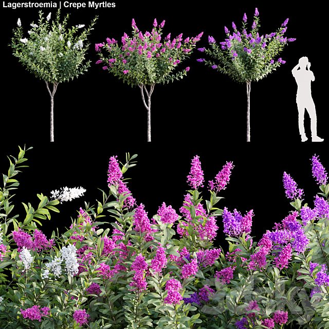 Lagerstroemia | Crepe Myrtles 01