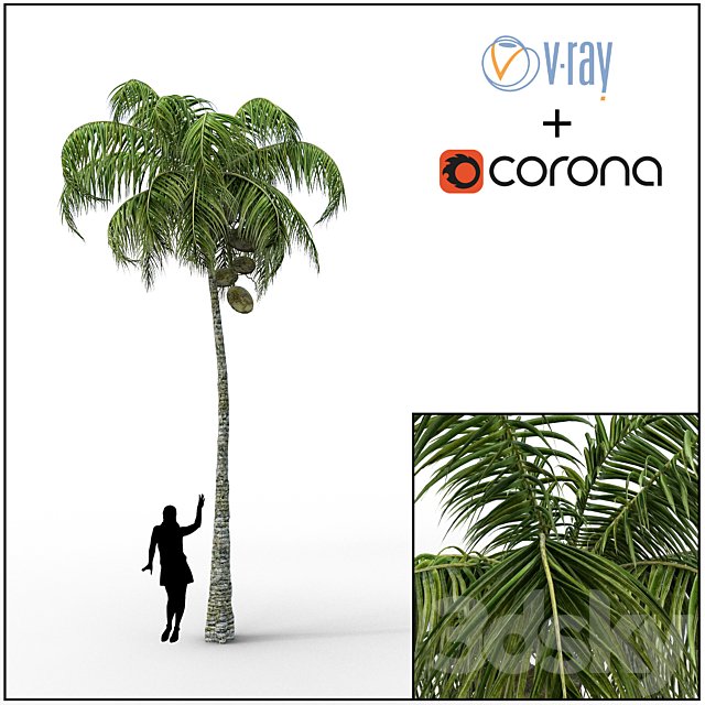 Palm