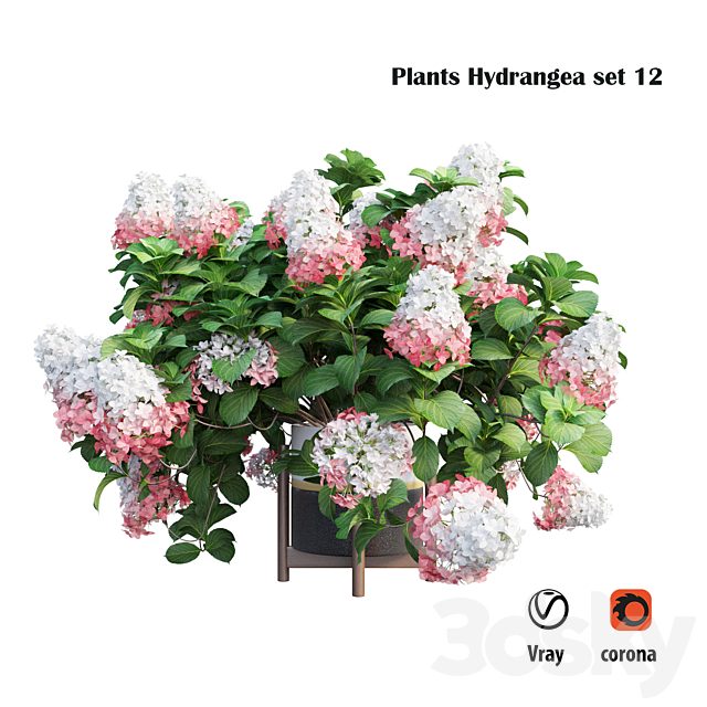 Plants Hydrangea set 12