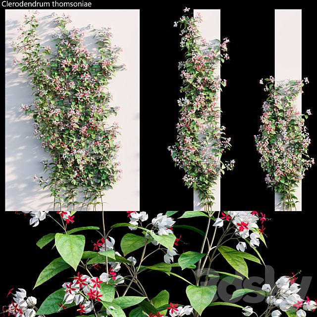 Clerodendrum 02