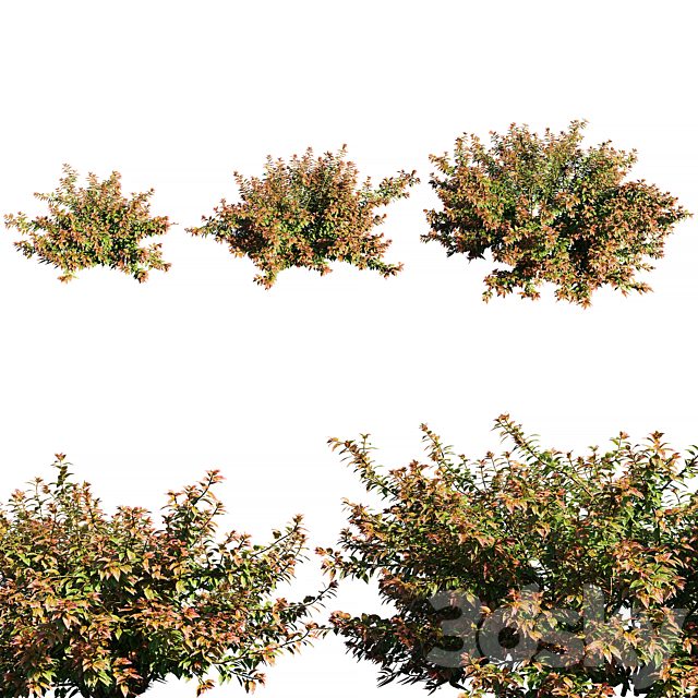 Abelia x grandiflora RED