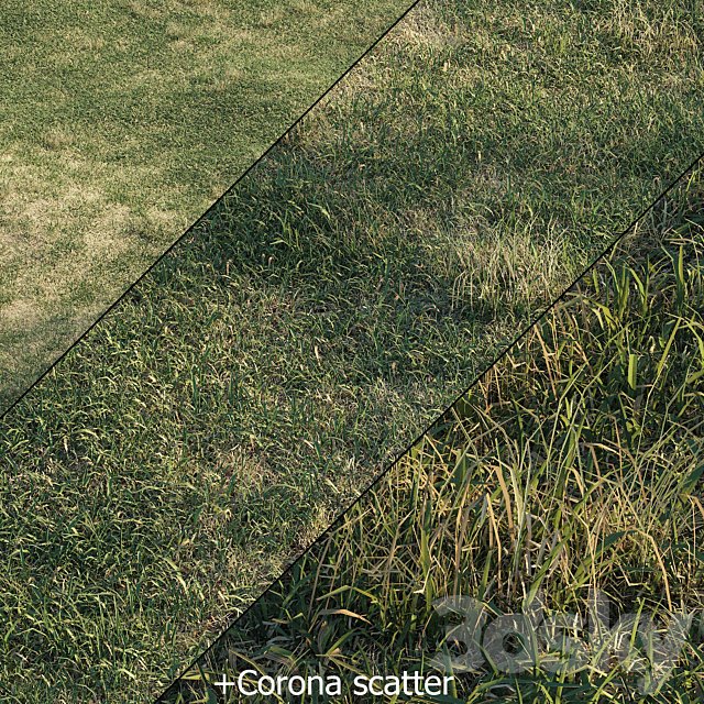 Spring meadow | grass