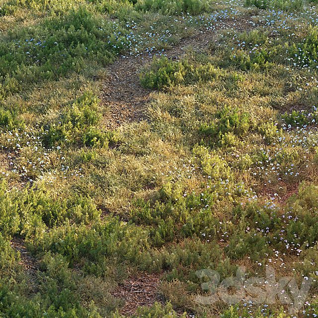 Forest grass