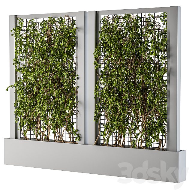 ivy Box Plants Gray