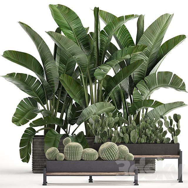 A collection of lush plants thickets in black pots with cacti, palm, strelitzia, bushes, prickly pear, banana. Set 458.