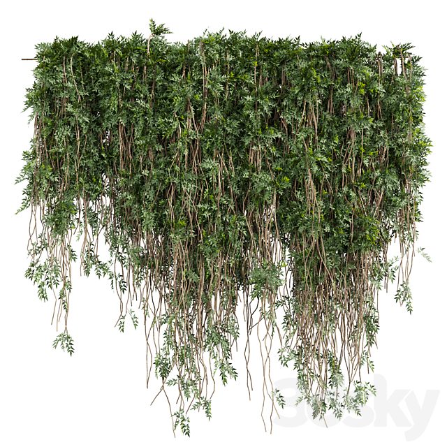 plant vol 1020 - bush - ivy - outdoor