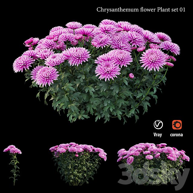 Chrysanthemum flower plant set 01