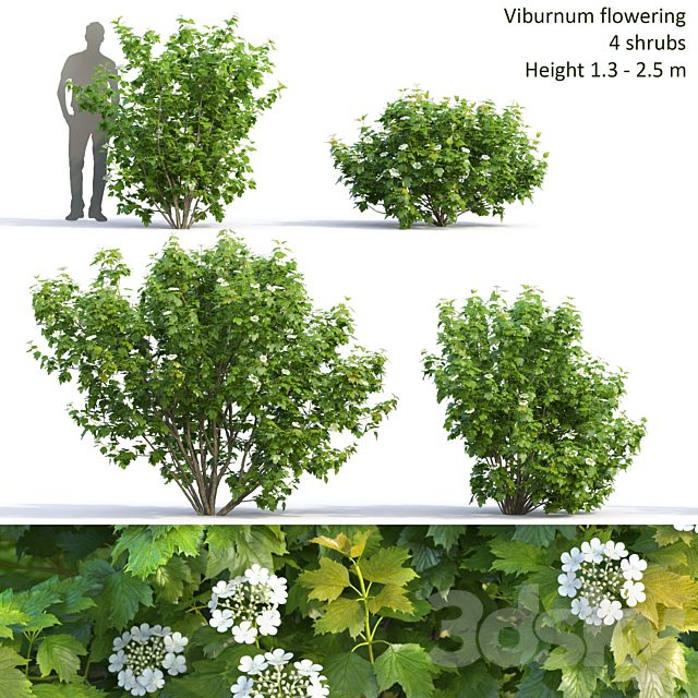 Viburnum