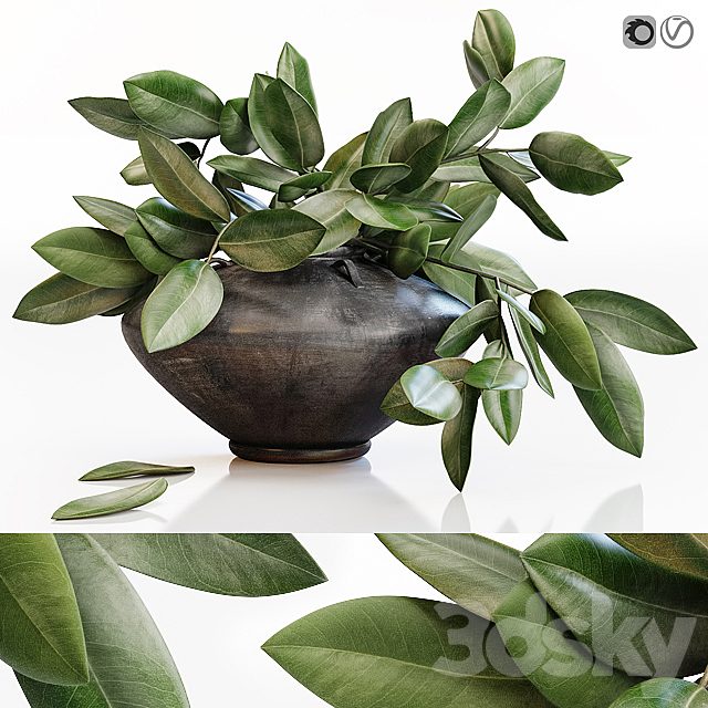 Amazing plant in black vase