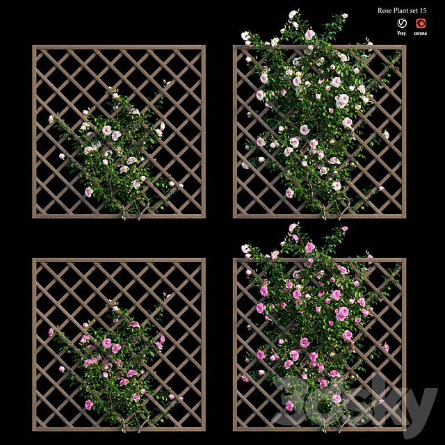 Rose plant set 15