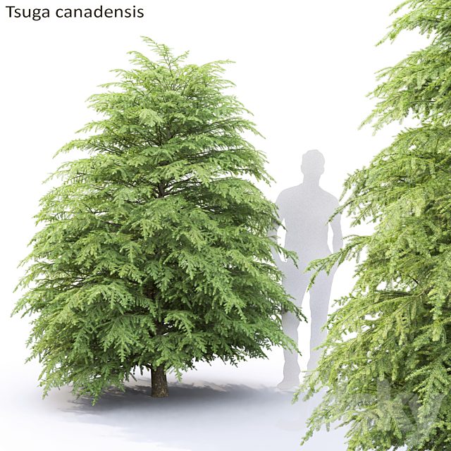 Tsuga Canadian | Tsuga canadensis # 1