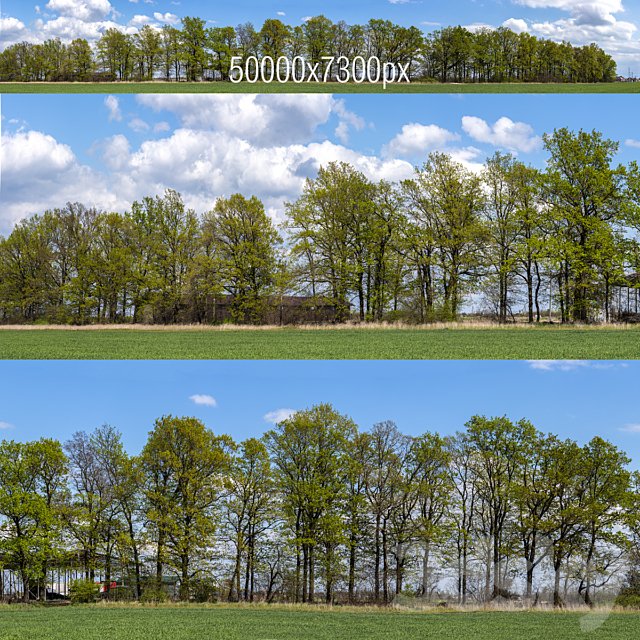 Panorama with Trees v2. 50k