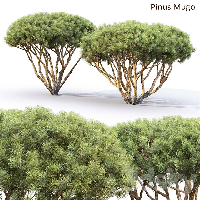 Pine