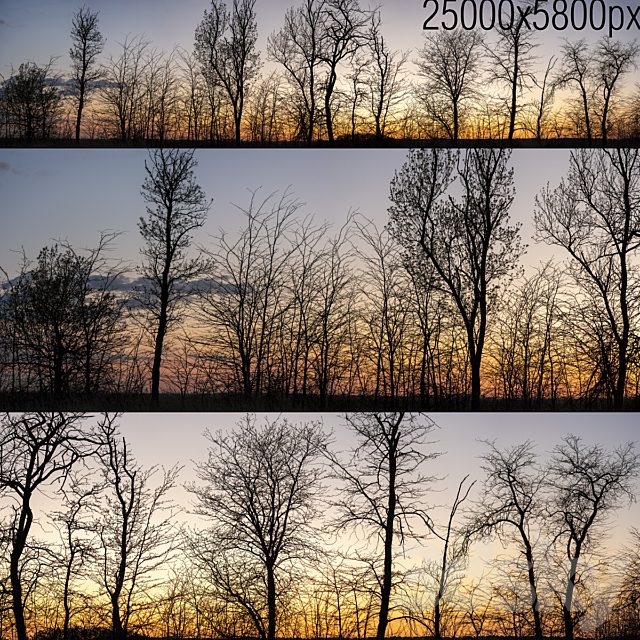 Silhouettes of trees at sunset. Panorama