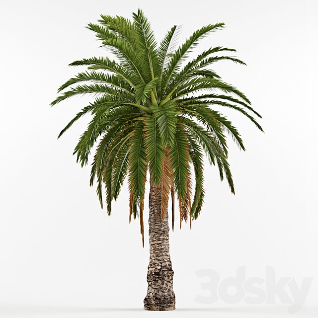 Phenicus Canary / Phoenix Canariensis