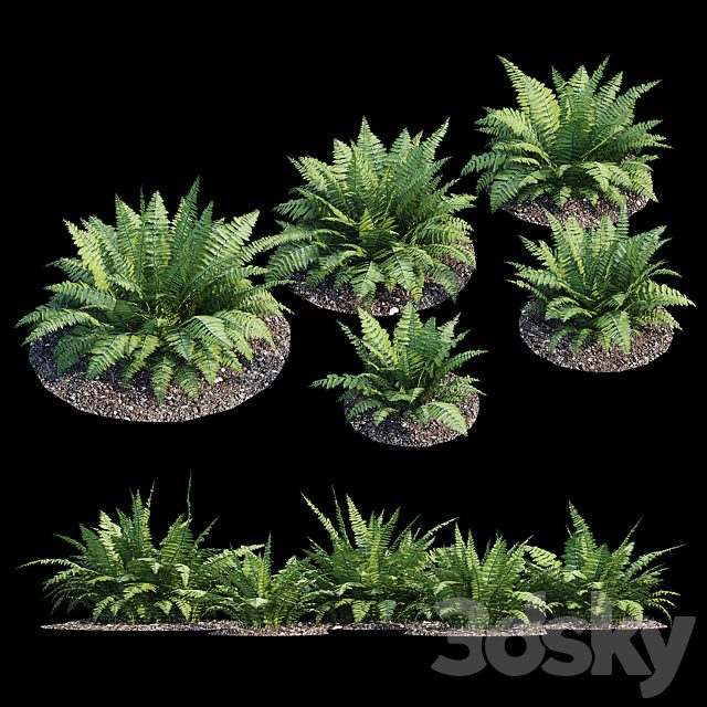 Fern bush