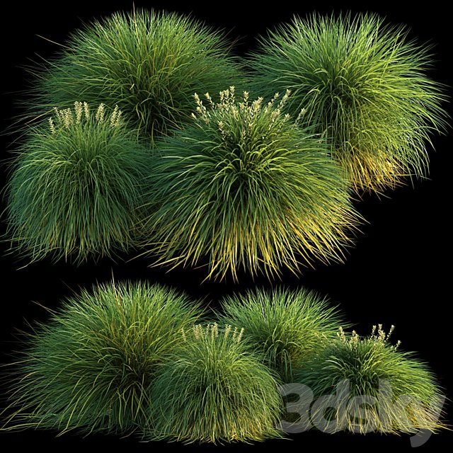 Miscanthus