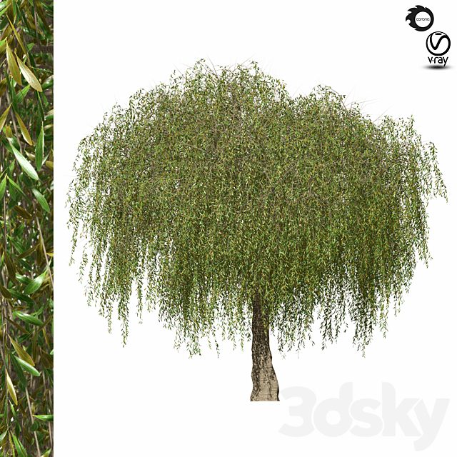 tree-s04