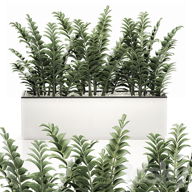 A small lush decorative exotic Zamiokulkas flower in a white pot with gravel. Set 535.