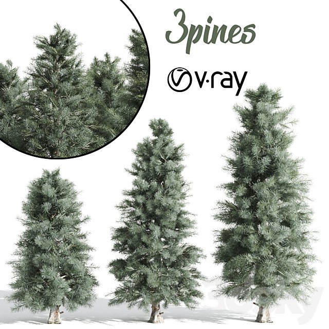 3 Pine tree