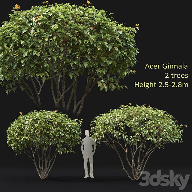 Acer