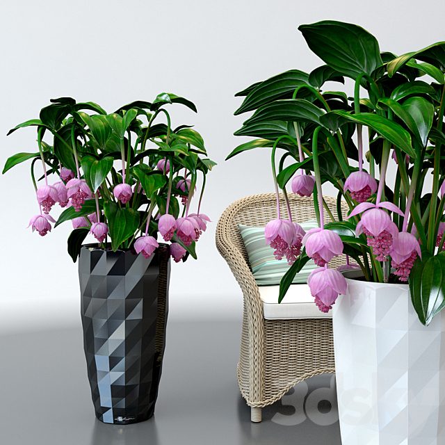 Medinilla magnificent / Medinilla Magnifica in pots Lechuza