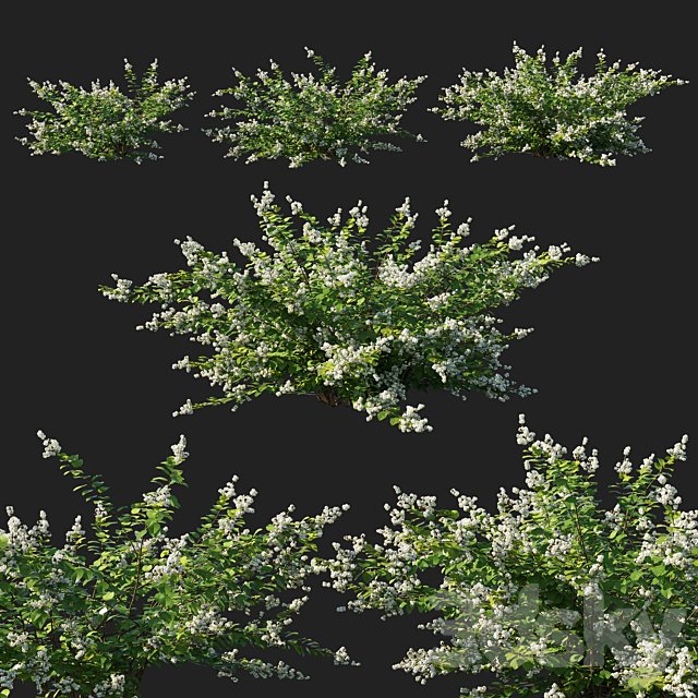 Symphoricarpos berry bush white
