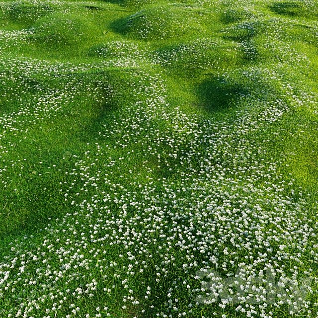 Bryozo lawn