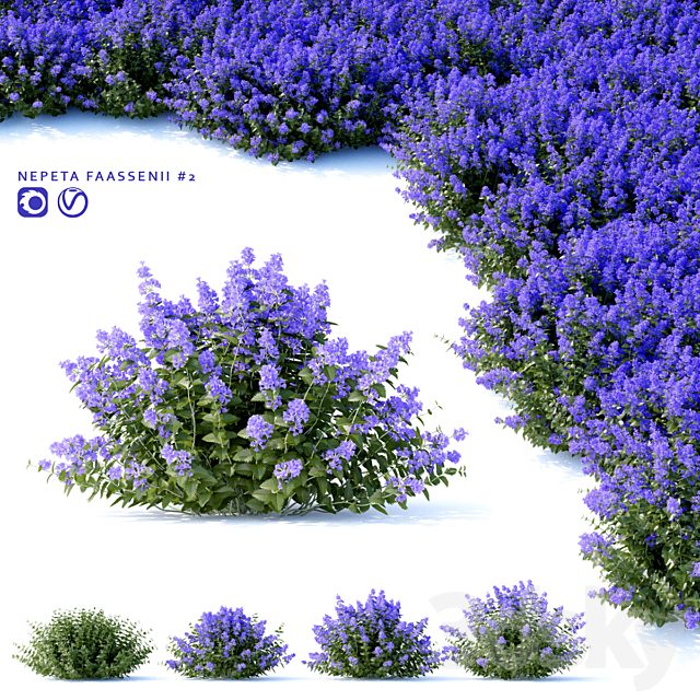 Fassen's Catcher | Nepeta fassenii # 2
