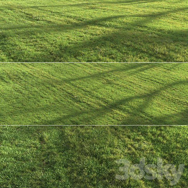 Summer grass
